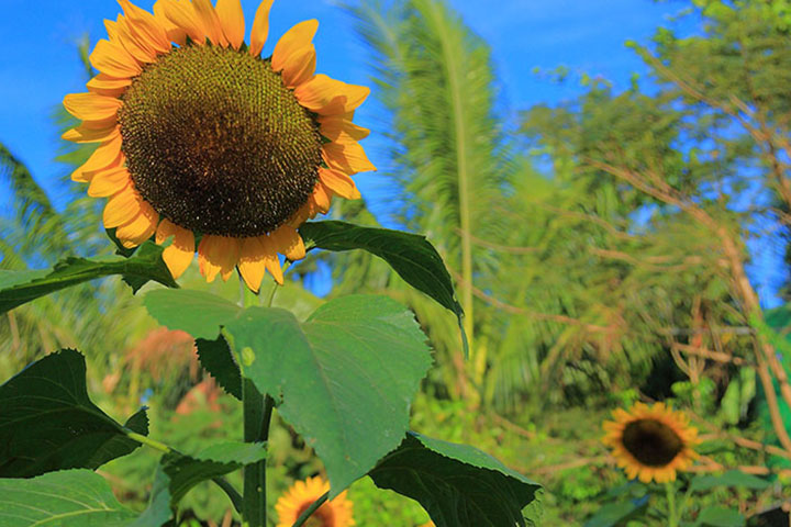 Sunflower massage münchen