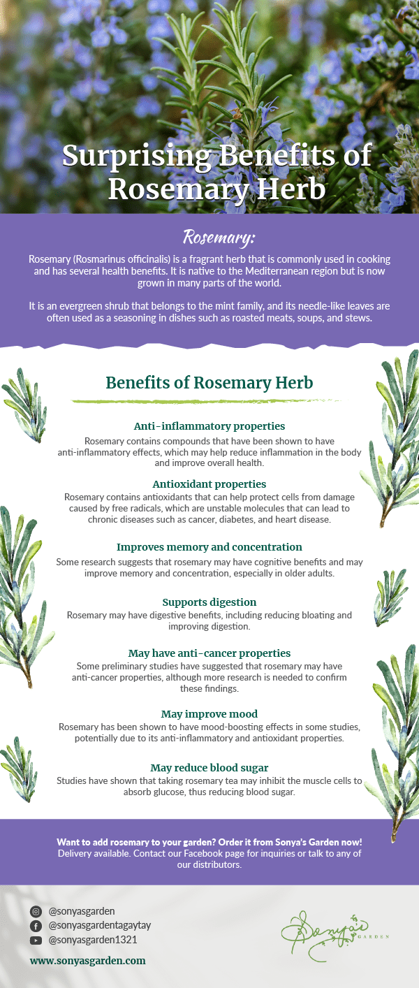 Benefits of rosemary herb